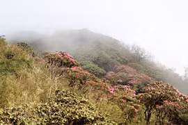 组图：西北山区上盛开的花朵 美不胜收的自然风光