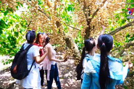 九龙江三角洲地区大力推进以旅兴农 助农民增收