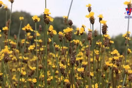 鸟栖国家公园的黄眼草花田留住游客的脚步