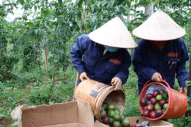 自7月1日起中国以试点形式进口越南百香果
