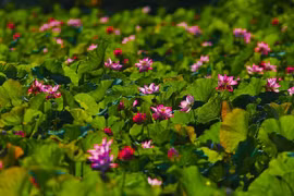 组图：宁平省莲花盛开 引来游客纷纷打卡 