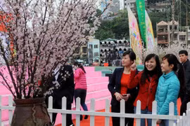游客参观2014年下龙樱花节开幕 