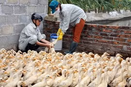 越南采取措施 预防H7N9禽流感入侵