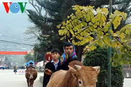 越南河江省苗旺县独特的家畜集市
