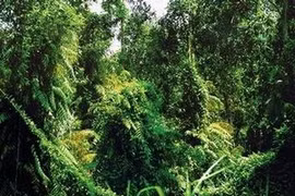 越南坚江省富国国家公园发现新动植物 