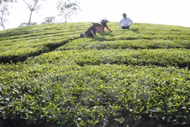 茶叶种植
