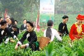 塑造越南茶叶品牌 让越南茶叶品牌真正地“走出去”