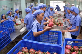 火龙果