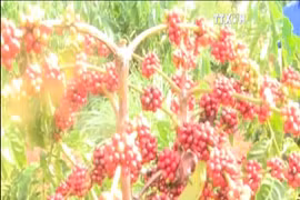 越南咖啡产业力争至2020年咖啡出口额提升为50-60亿美元