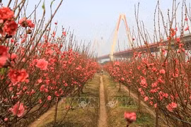 桃花的意义