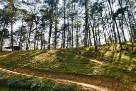 在岩石高原的绿色草原--安明松树林中漫游