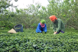 世行：过去10年越南消除贫困的速度令人印象深刻