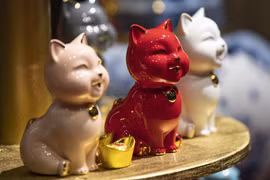 癸卯年谈生肖猫 