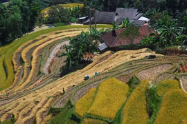 如诗如画的河江省黄树腓梯田美景（组图）