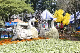 胡志明市2019年己亥新春花卉展开门迎客（组图）