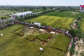 水稻与沙蚕种养模式有助于推广有机农产品地价值
