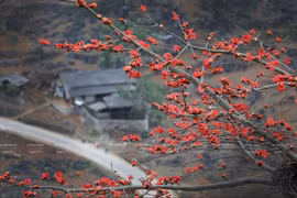 组图：鲜红的木棉花在河江省岩石高原怒放