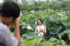 组图：河内郊区的白莲花绽放让人迷醉