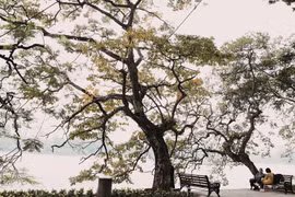 组图：河内市冬日浪漫之美
