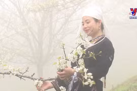 宣光省鸿泰梨花节开幕在即 梨花绽放如雪景色迷人