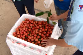 越南通过老街口岸出口7000多吨荔枝
