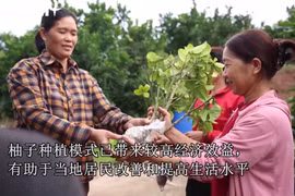 安世县居民力争以柚子种植模式致富