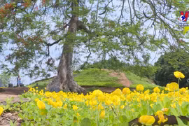 奠边府遗迹区——五月份红色旅游必选之地