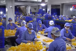 越南致力于全面加强国家品牌的知识产权保护