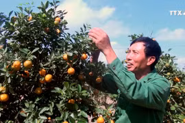 清化省金桔盆景迎来春节销售旺季