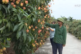 海阳省努力将荔枝品牌推向世界
