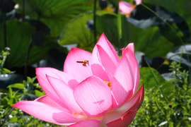 组图：广治省荷花在阳光明媚中盛开