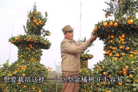 天气顺利 靓丽桃花等待春回年至