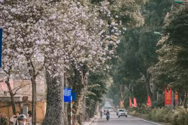 组图：西北地区独特花种——羊蹄甲花在河内盛开