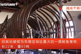 来平顺省水秀万祠堂亲眼目睹东南亚最大鲸鱼骨架