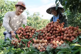 海阳省扩大达到国际标准的荔枝生产面积 