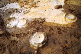 越南发现距今约2亿年的菊石化石