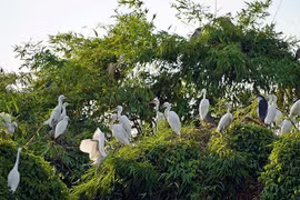 海阳省的鹭鸶岛——越南北部“独一无二”的旅游景点