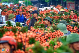 越南实现向日本出口新鲜荔枝的目标