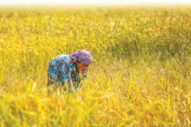 2019年柬埔寨大米对中国出口量增长了46%