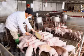 越南政府副总理郑廷勇：促进生猪数量增加 确保市场供求平衡
