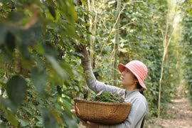 越南胡椒价格回升