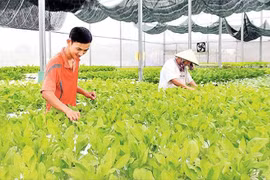 多家企业将对巴地头顿省高科技农业项目进行投资