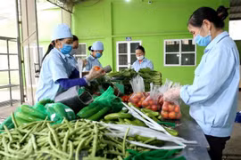 柬埔寨仍未发布任何关于禁止进口越南蔬果的通知
