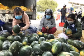 新冠肺炎疫情对越南农产品的影响和对策 努力把挑战变成机遇