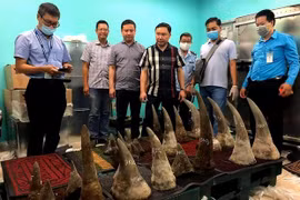 在新山一机场发现超过90公斤重的疑似犀牛角