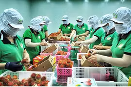 帮助企业化解困难 对美国出口水果