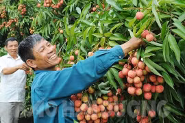 越南荔枝打入日本市场的机遇莫大