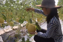  巴地头顿省加大高科技应用 提高农业生产价值 