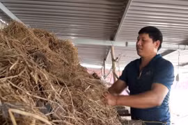 洪灾退后广平省农民一直努力恢复生产