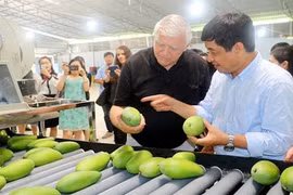 越南庆和省甘林县芒果恢复出口活动